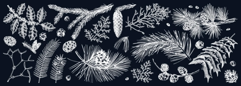 Christmas botanical illustrations on chalkboard . Vintage winter tree, evergreen plants, conifers and nuts drawings. Vector sketches of winter plants for wrapping paper, greeting cards, banners